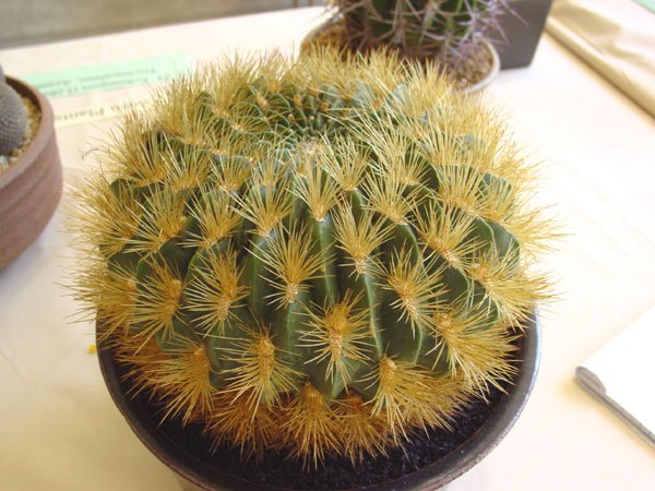 Echinopsis_ chrysochete